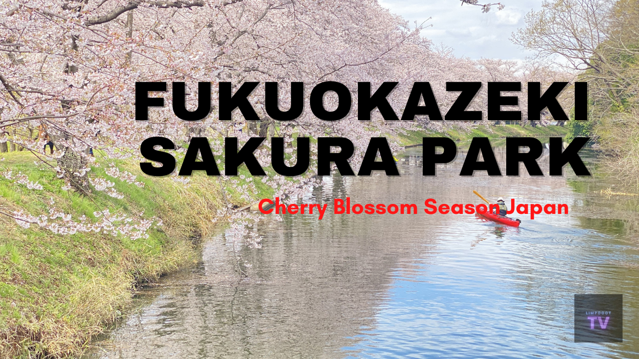 Sakura Season